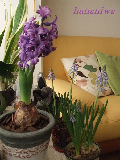 ヒヤシンス斜めとムスカリ1・14.JPG