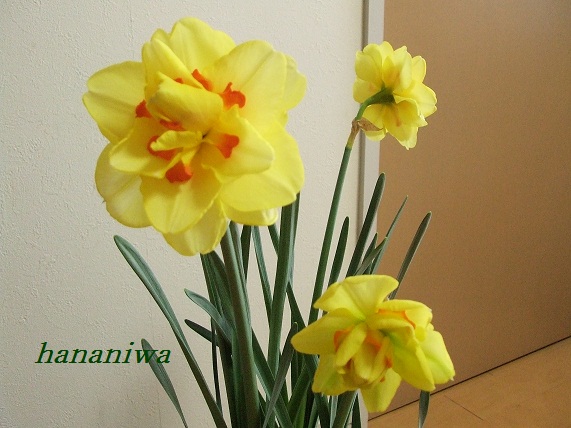 水仙の花3輪３・２１.JPG