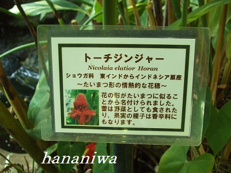 2011_0924トレッサ用寄せ植えとクレマチスの講座とカ0020.JPG