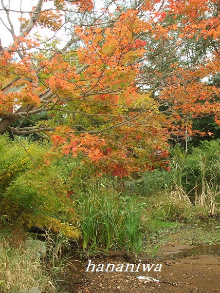 紅葉の紅葉.JPG