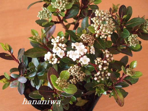 ビバーナムの花３・４.JPG