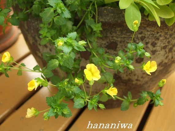 メカルドニアゴールドダスト