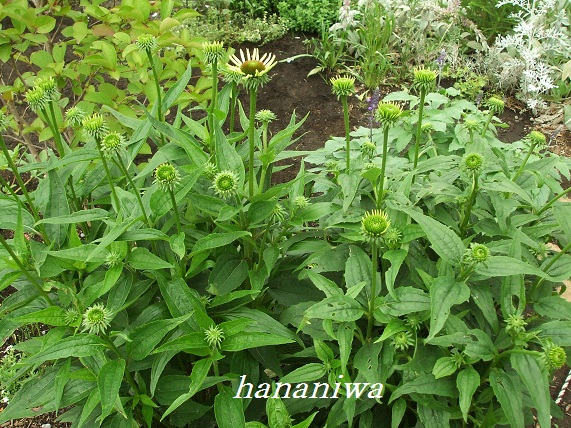 エキナセアの蕾６・１９.JPG