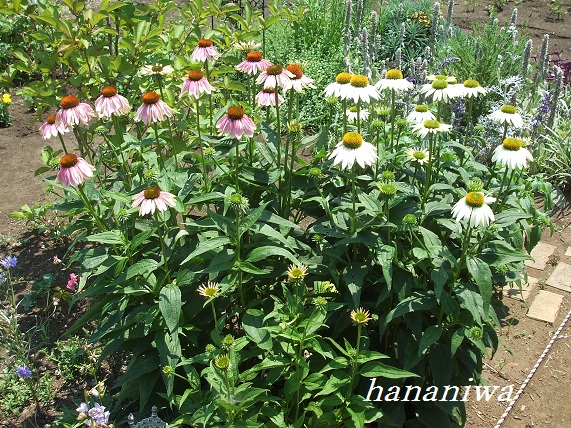 昼のエキナセア