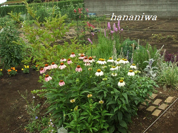 エキナセア7月1日.JPG