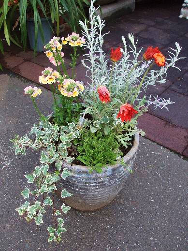 アークチトスの寄せ植え.JPG