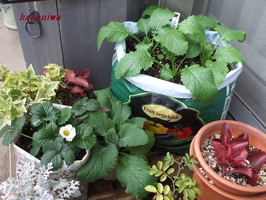 ベランダイチゴとかぶ11・23.JPG