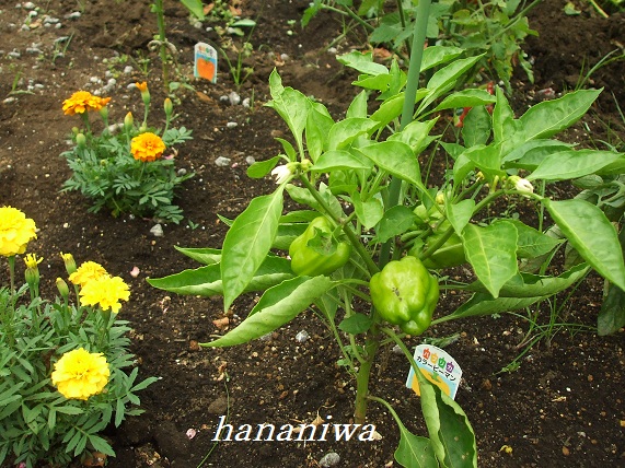 イエローピーマン