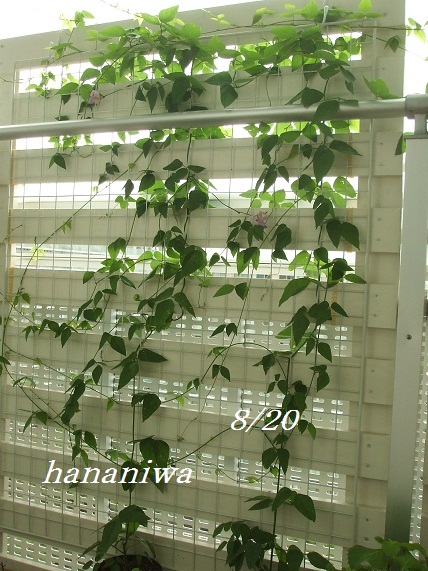 2011_0820トレッサ用寄せ植えとクレマチスの講座とカ0006.JPG