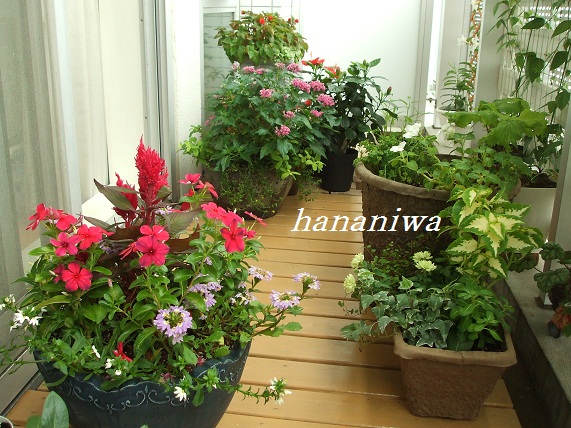 2011_0821トレッサ用寄せ植えとクレマチスの講座とカ0006.JPG