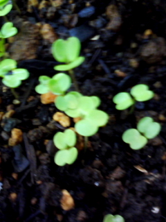 090910_0614.jpg