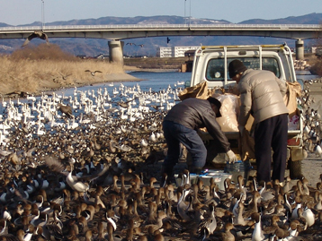 えさの時間群がる鳥達