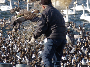 えさに群がる鳥達2