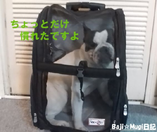 キャリー2