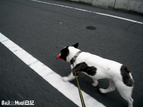 7.6バジ3