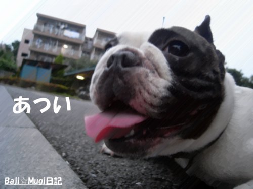 7.6バジ5