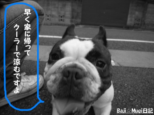 7.6バジ6