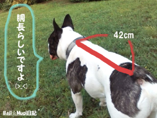 胴長バジ