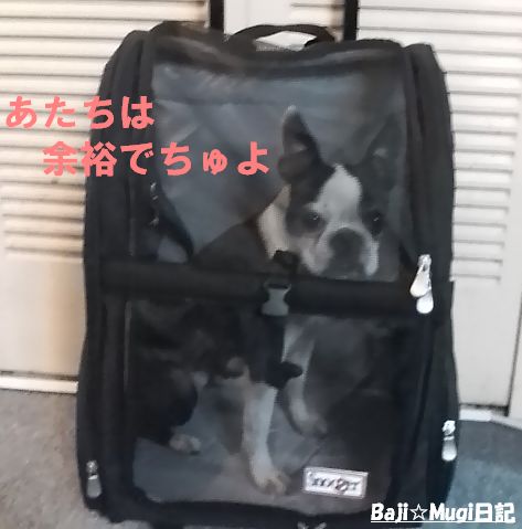 キャリー3