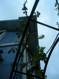 DSCF8298.jpg