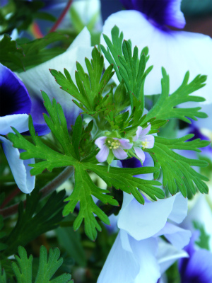 名前不詳の花