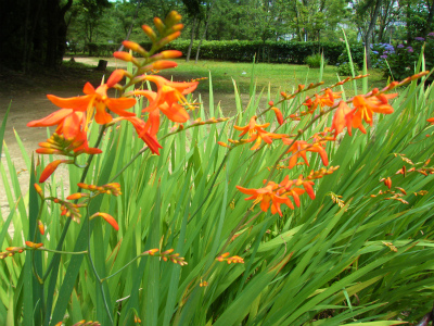 DSCF8261.jpg