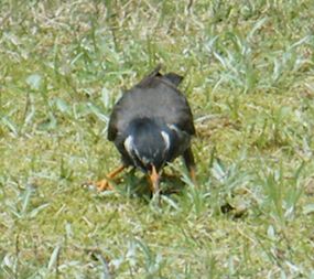 庭にやってきた野鳥