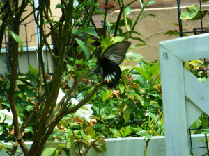 DSCF8287.jpg