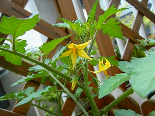 ミニトマトの花