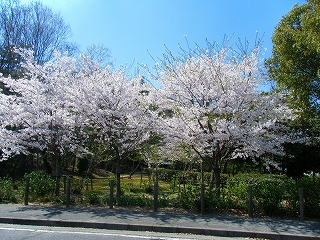 サクラ1
