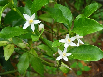金柑の花