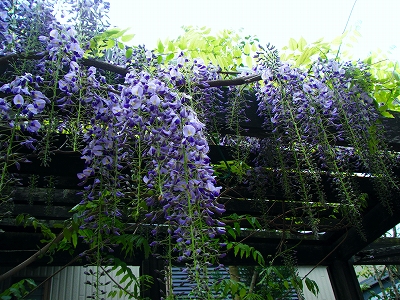 １寸藤