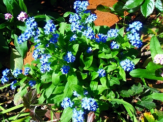 忘れな草、青