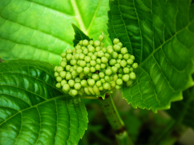 アジサイの蕾