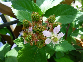 ブラックベリーの花と実