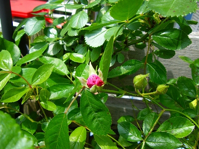 花がすみ