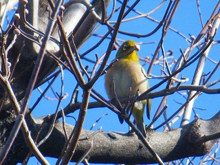 木に止まる鳥をズームして撮ってみた(２)