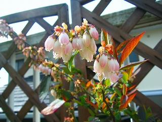 ブルーベリーの花