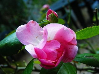 snup 020.jpg
