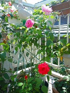 DSCF1331.jpg