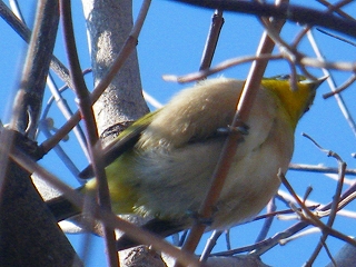 大きなおなかの鳥～