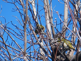 木に群がる鳥たち
