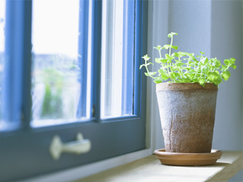 輝く太陽が待ち遠しいこの季節･･･ココロも植物もしっかり根をはればいつかは大きく育つはず！.jpg