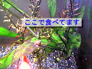 タニシ 水槽すいすい 金魚と水草 楽天ブログ