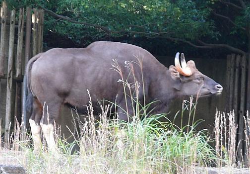 ガウル