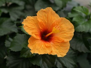 hibiscus_16[1].jpg