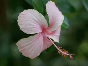 hibiscus_20[1].jpg