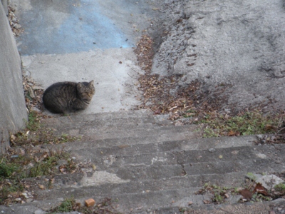 DSCN0679 (400x300).jpg