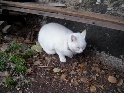 DSCN0680 (400x300).jpg