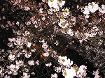 2005-04-20 16:36:55